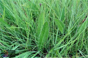 Cirsium_dissectum (1)7.jpg_product